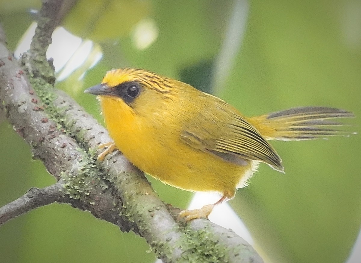 Golden Babbler - ML644317218