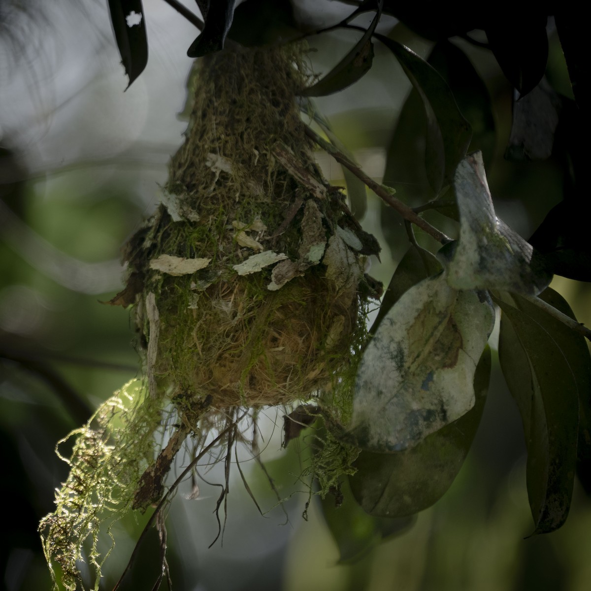 Gray-headed Tody-Flycatcher - ML644317227