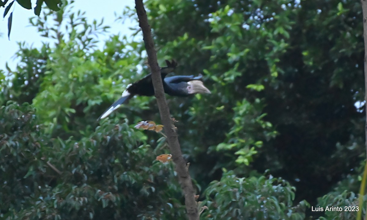 Silberwangen-Hornvogel - ML644317239