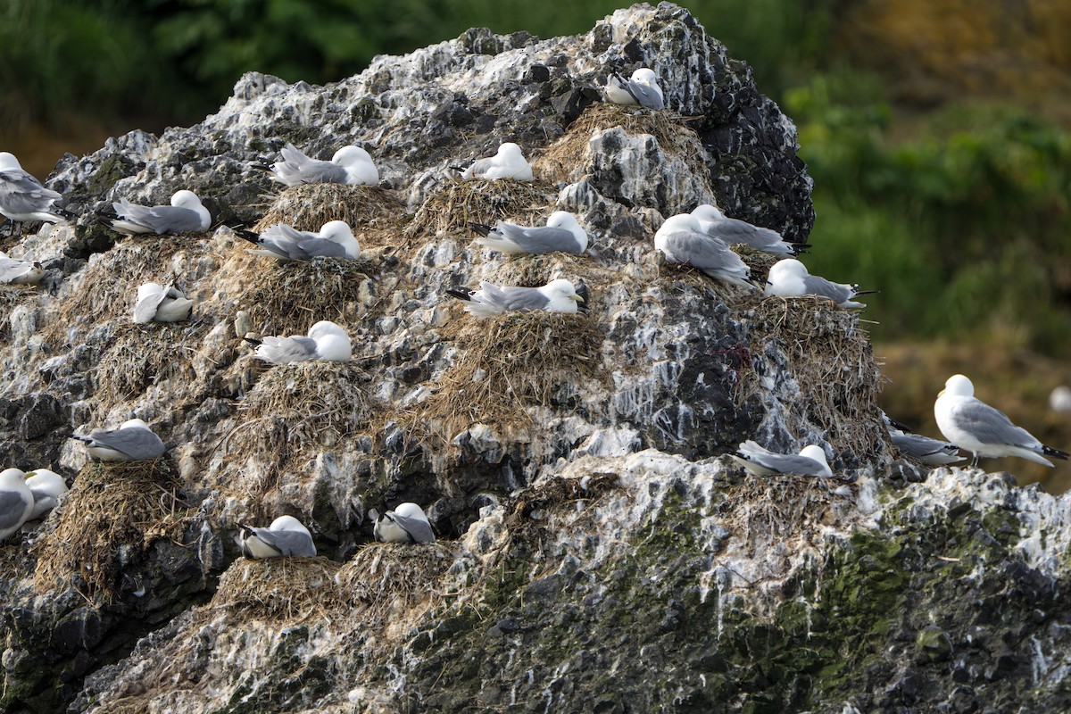 Black-legged Kittiwake - ML644317258