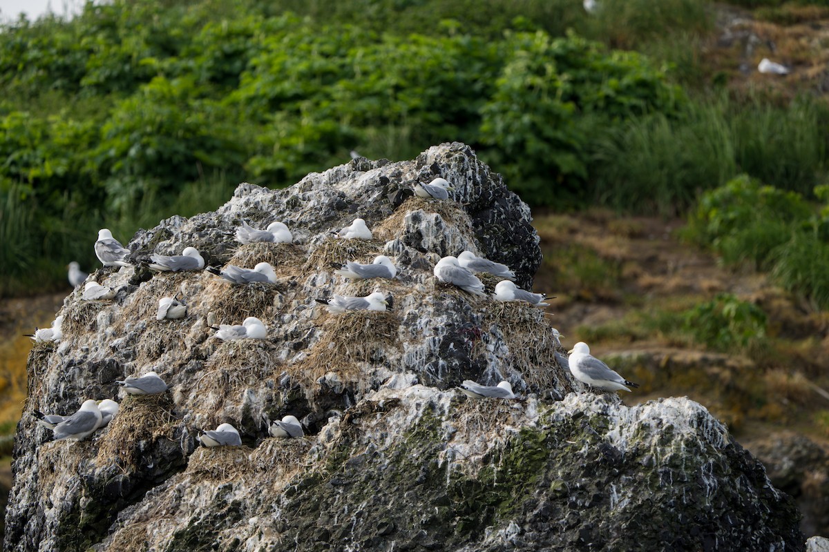 Black-legged Kittiwake - ML644317259