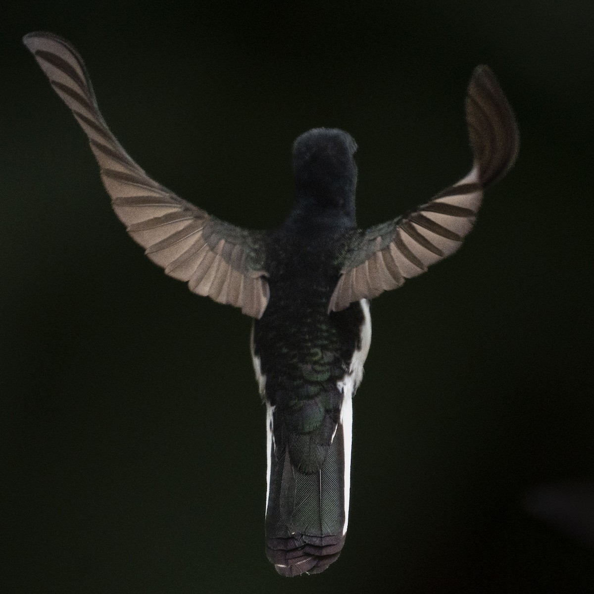 Black Jacobin - ML644317292