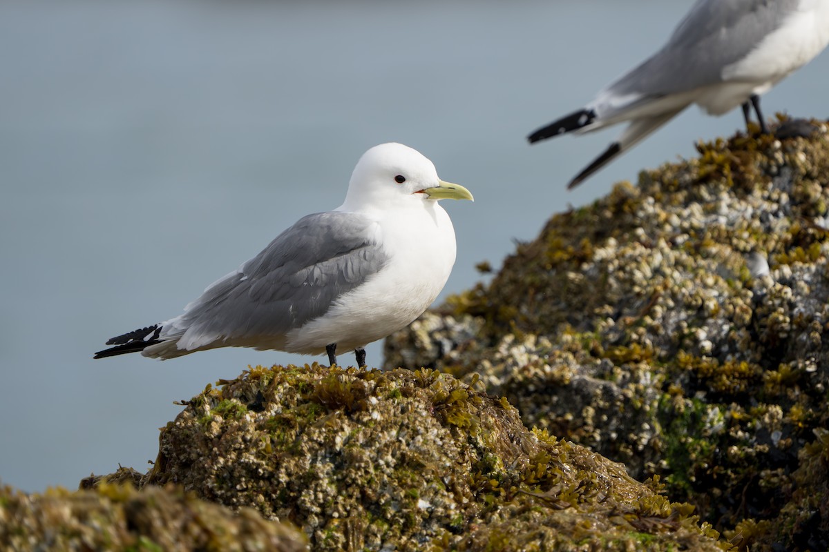 Black-legged Kittiwake - ML644317311