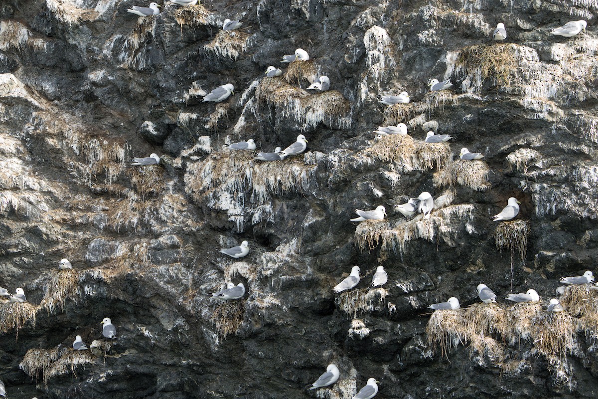 Black-legged Kittiwake - ML644317312