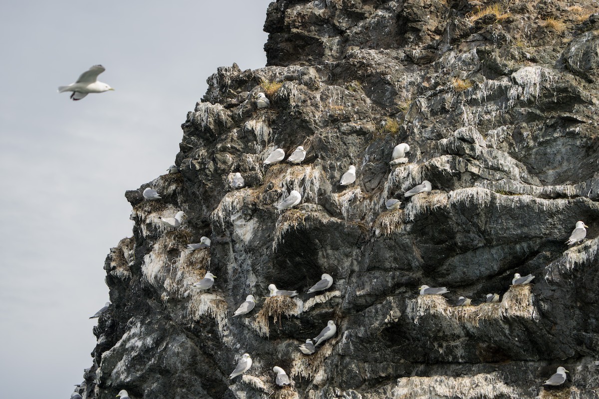 Black-legged Kittiwake - ML644317313