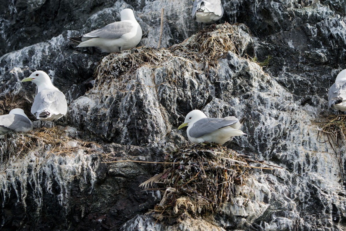 Black-legged Kittiwake - ML644317314