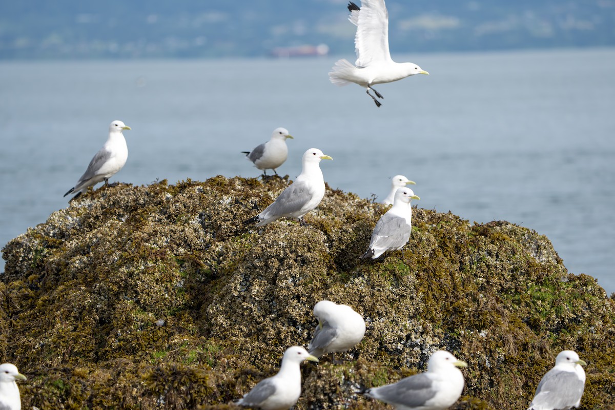 Black-legged Kittiwake - ML644317315