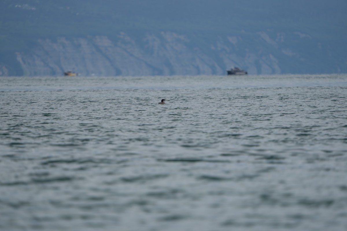 Plongeon à bec blanc - ML644317324
