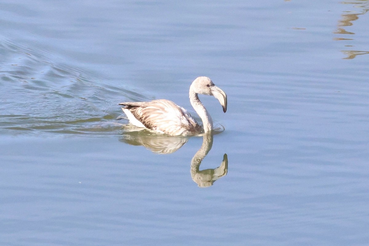 plameňák růžový - ML644317326