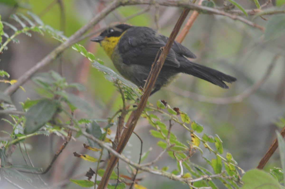 Gelbkehl-Bergtangare - ML644317330