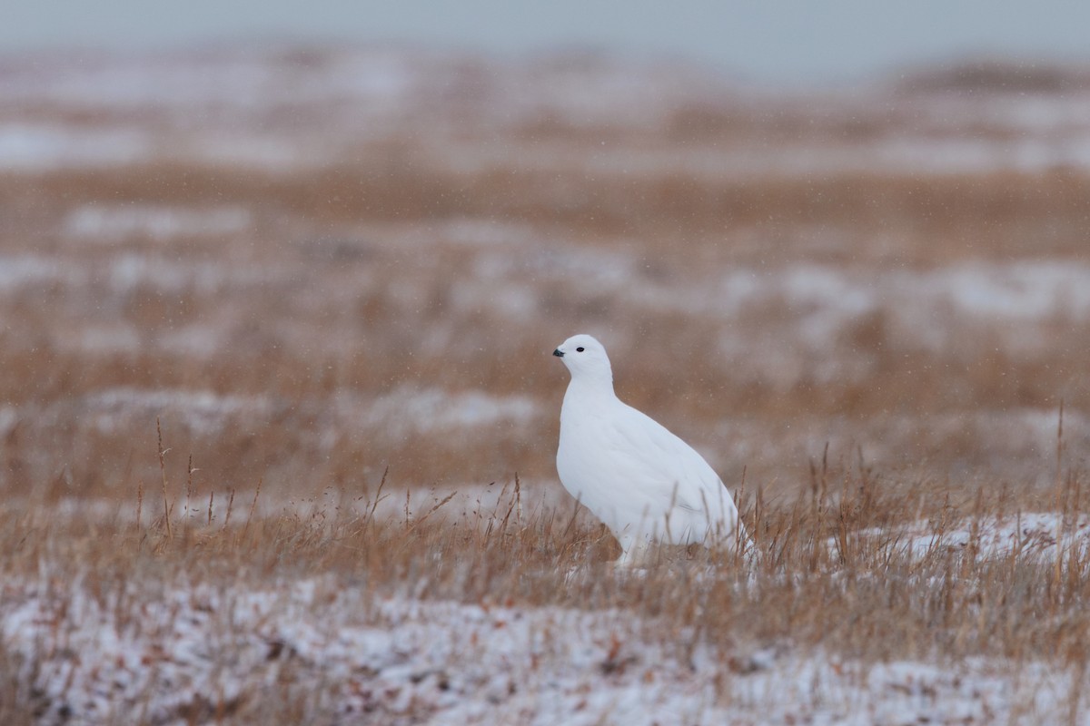 Moorschneehuhn - ML644317341