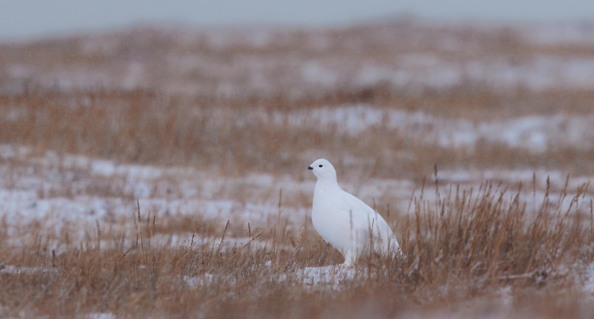 Moorschneehuhn - ML644317342