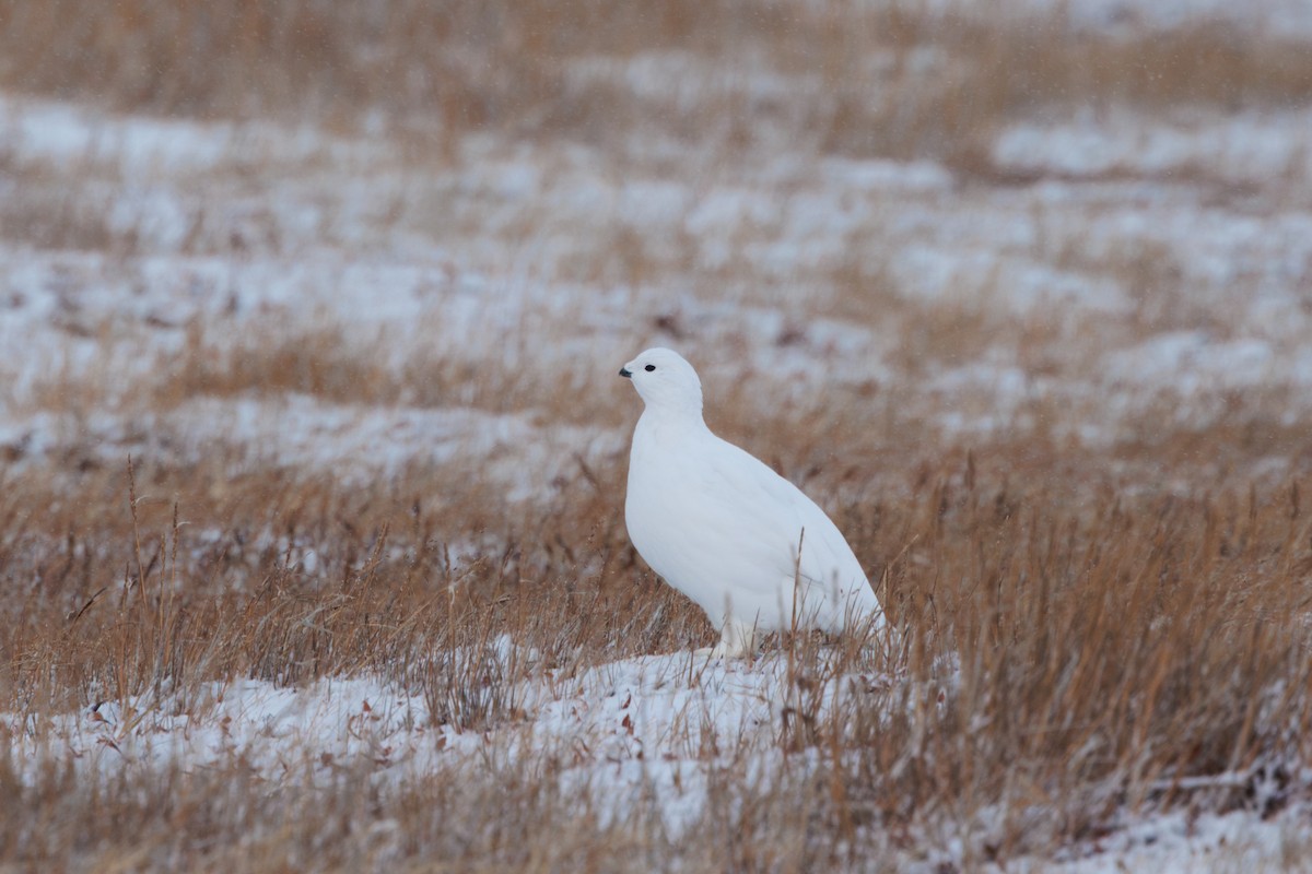 Moorschneehuhn - ML644317343