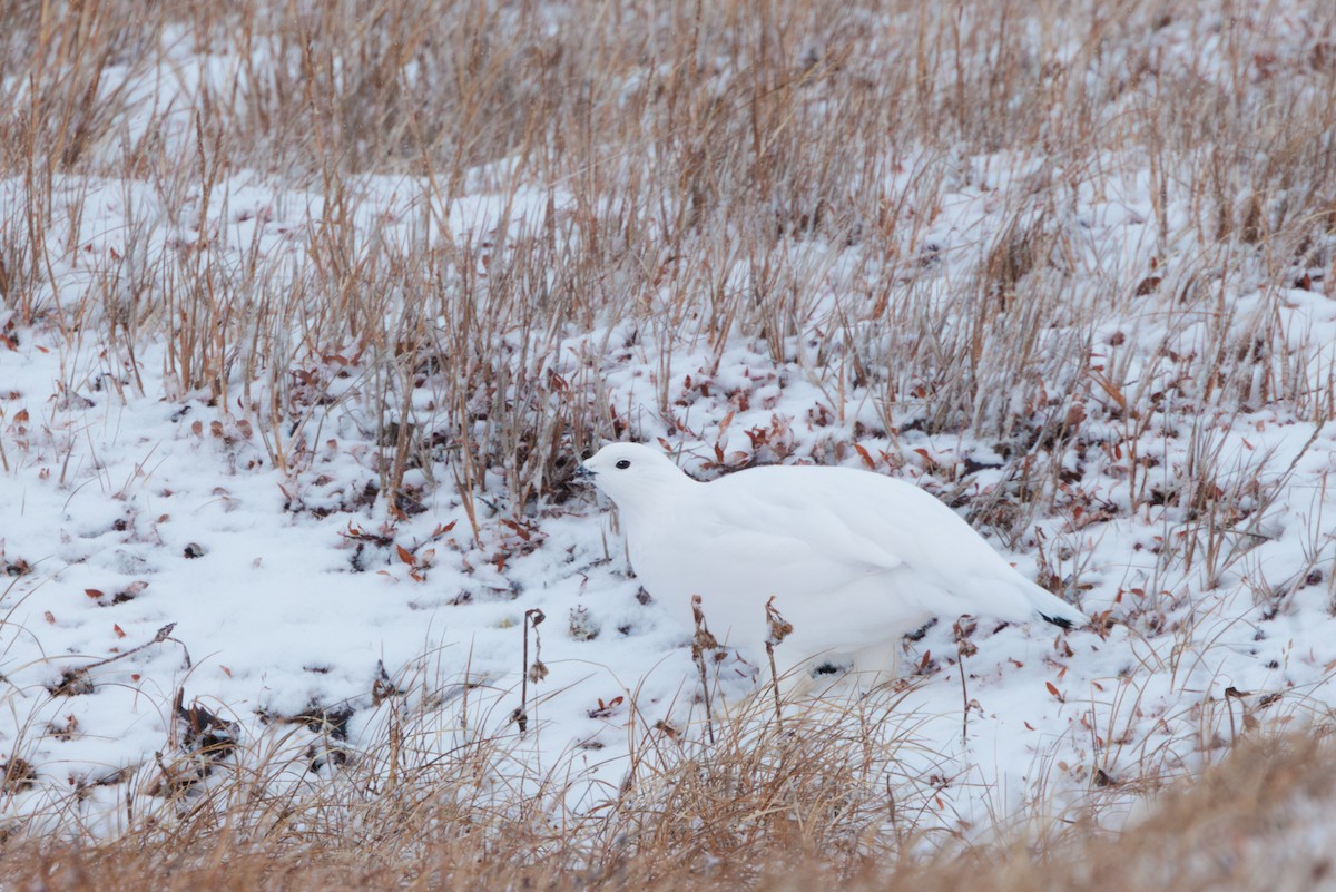 Moorschneehuhn - ML644317344
