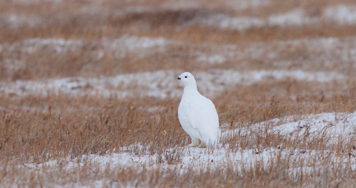 Moorschneehuhn - ML644317345