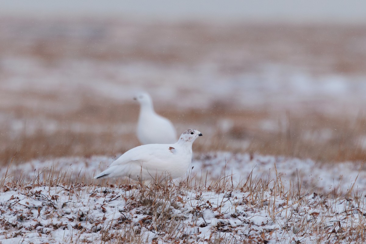 Moorschneehuhn - ML644317346