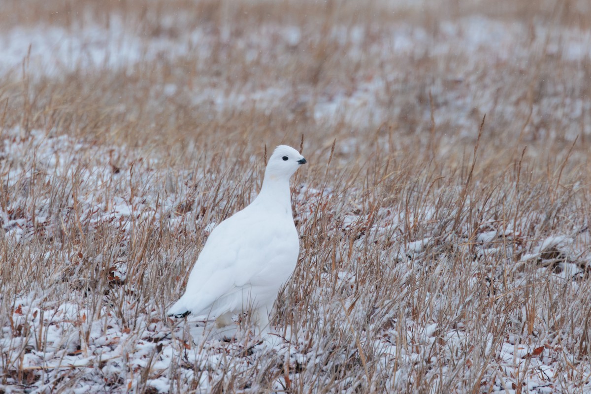 Moorschneehuhn - ML644317347