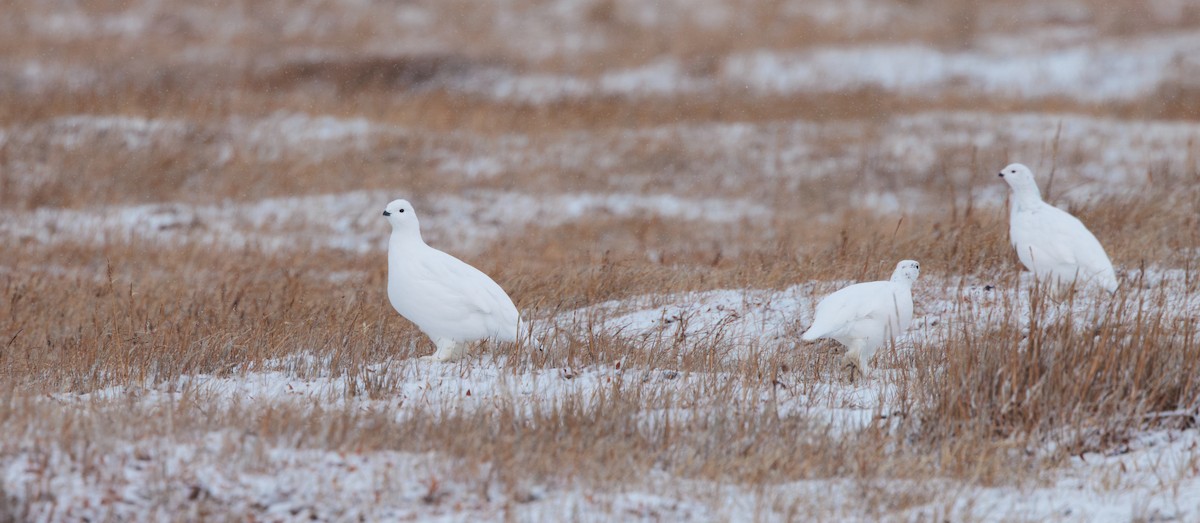 Moorschneehuhn - ML644317348