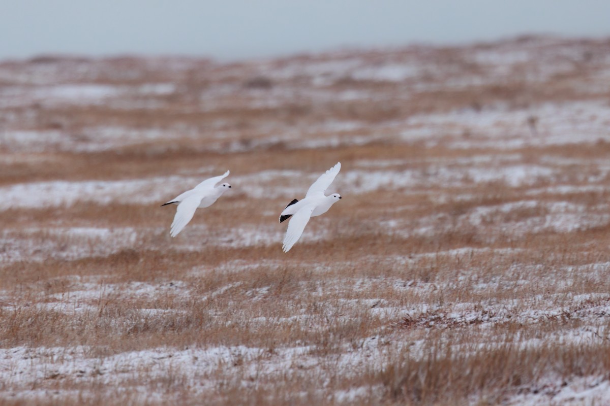 Moorschneehuhn - ML644317349