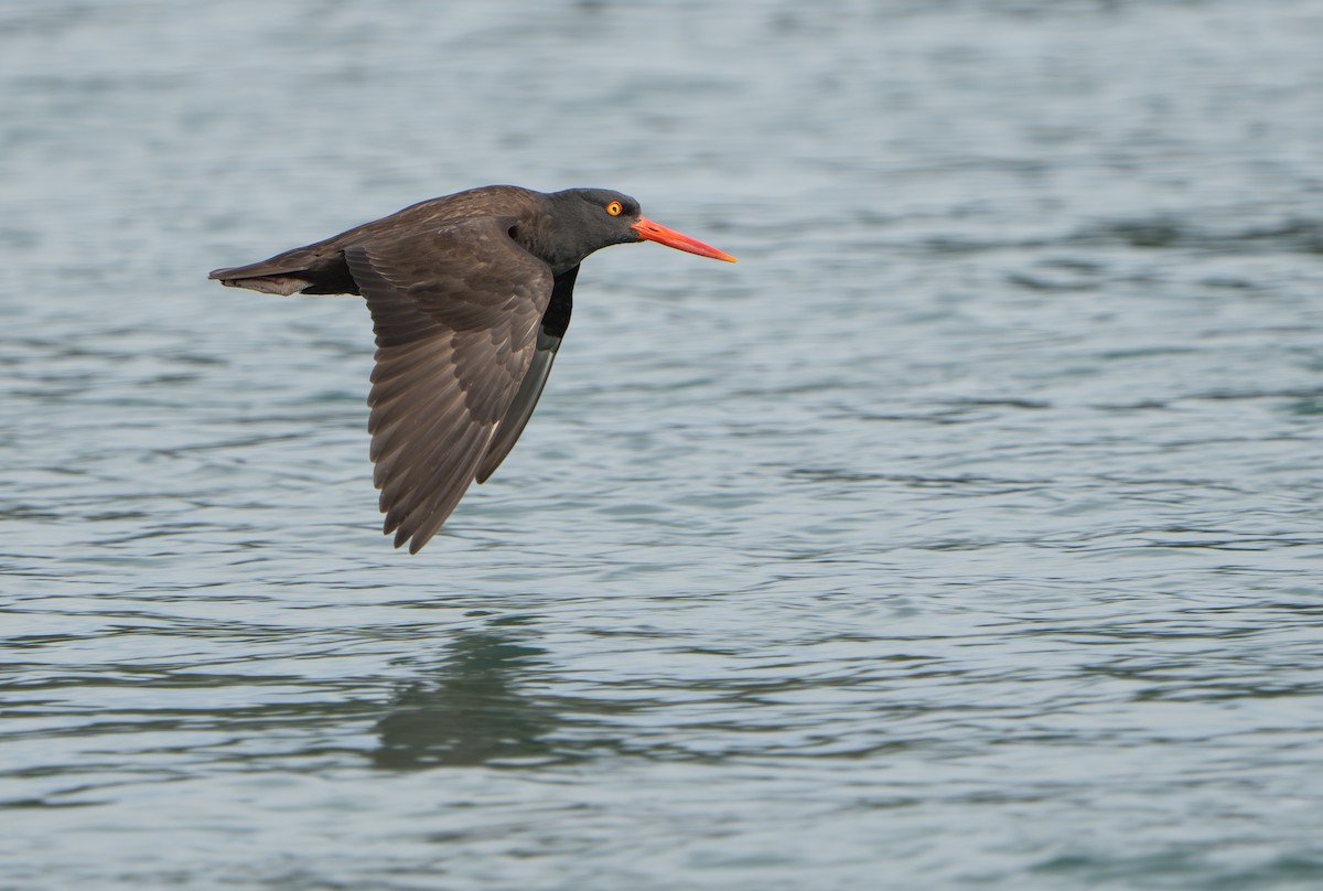 Black Oystercatcher - ML644317359