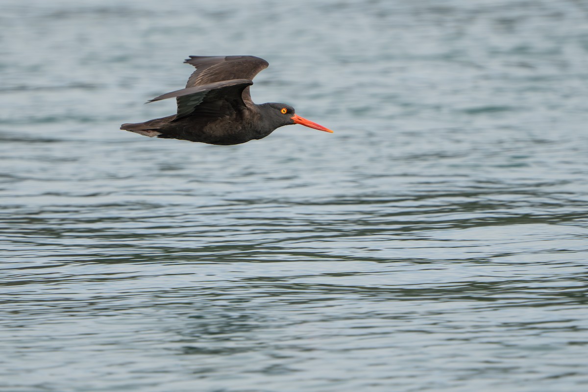 Black Oystercatcher - ML644317360