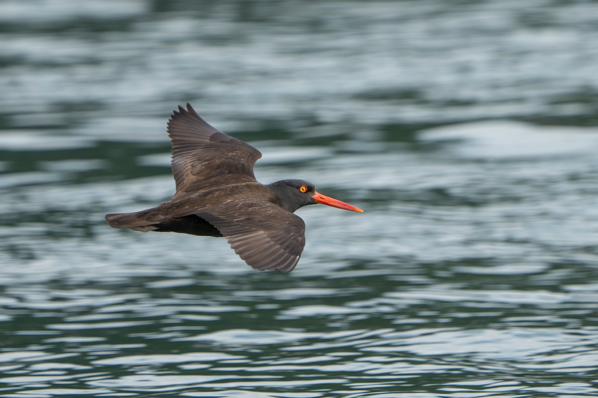 Black Oystercatcher - ML644317362