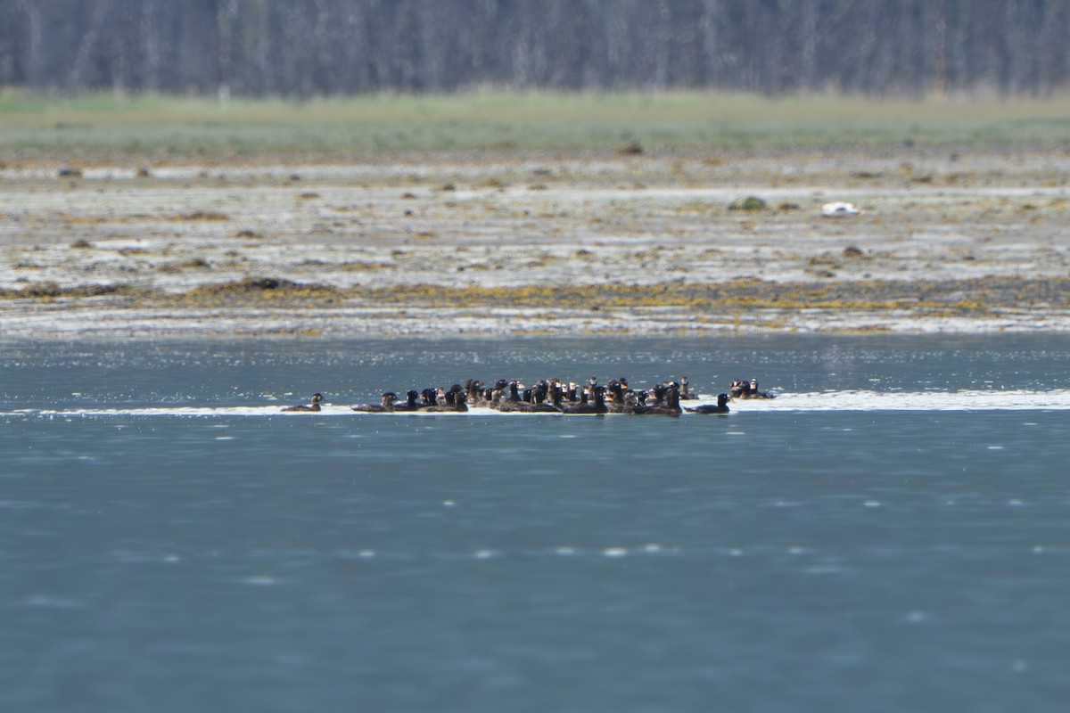 brilleand - ML644317371