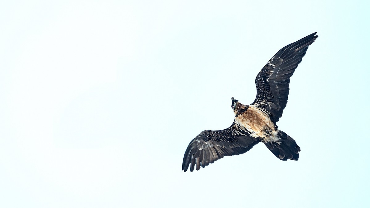 Sakallı Akbaba - ML644317374