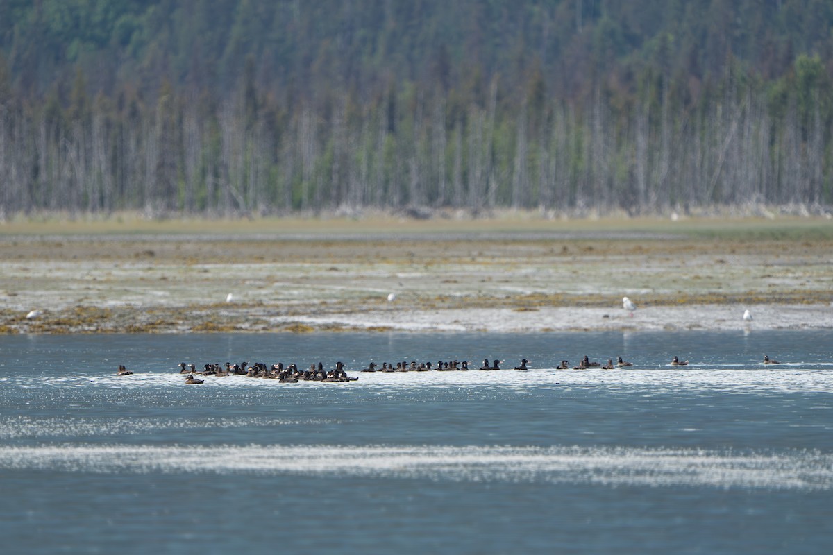 brilleand - ML644317378