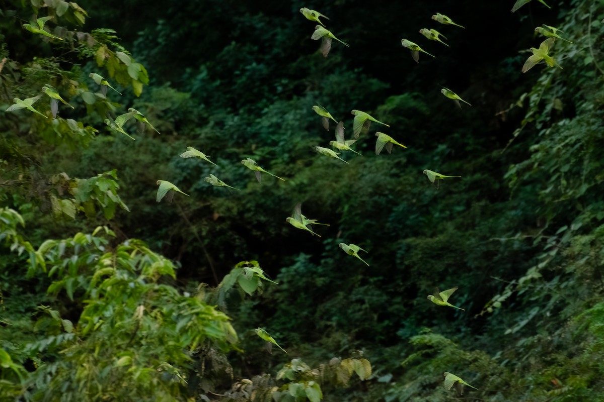 Slaty-headed Parakeet - ML644317380