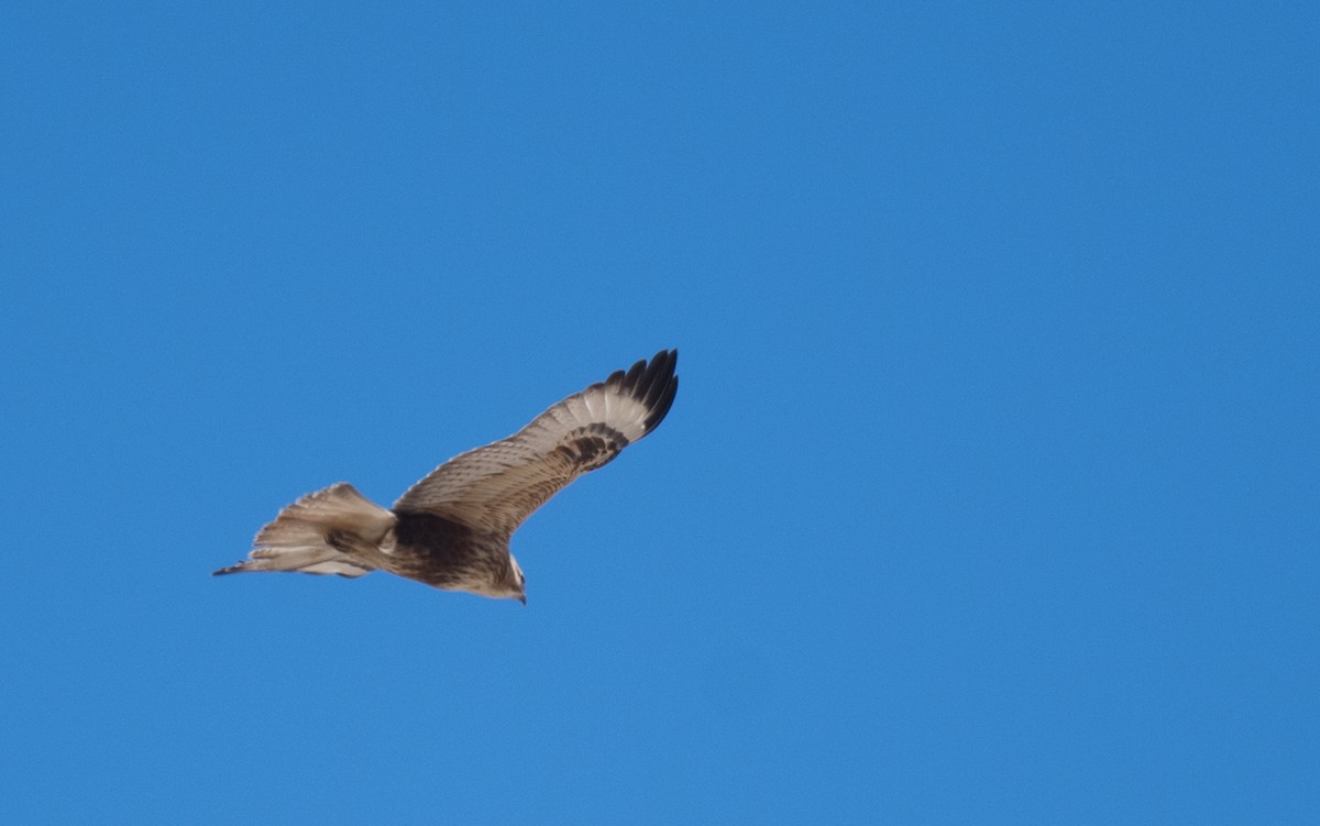 ニシオオノスリ - ML644317382