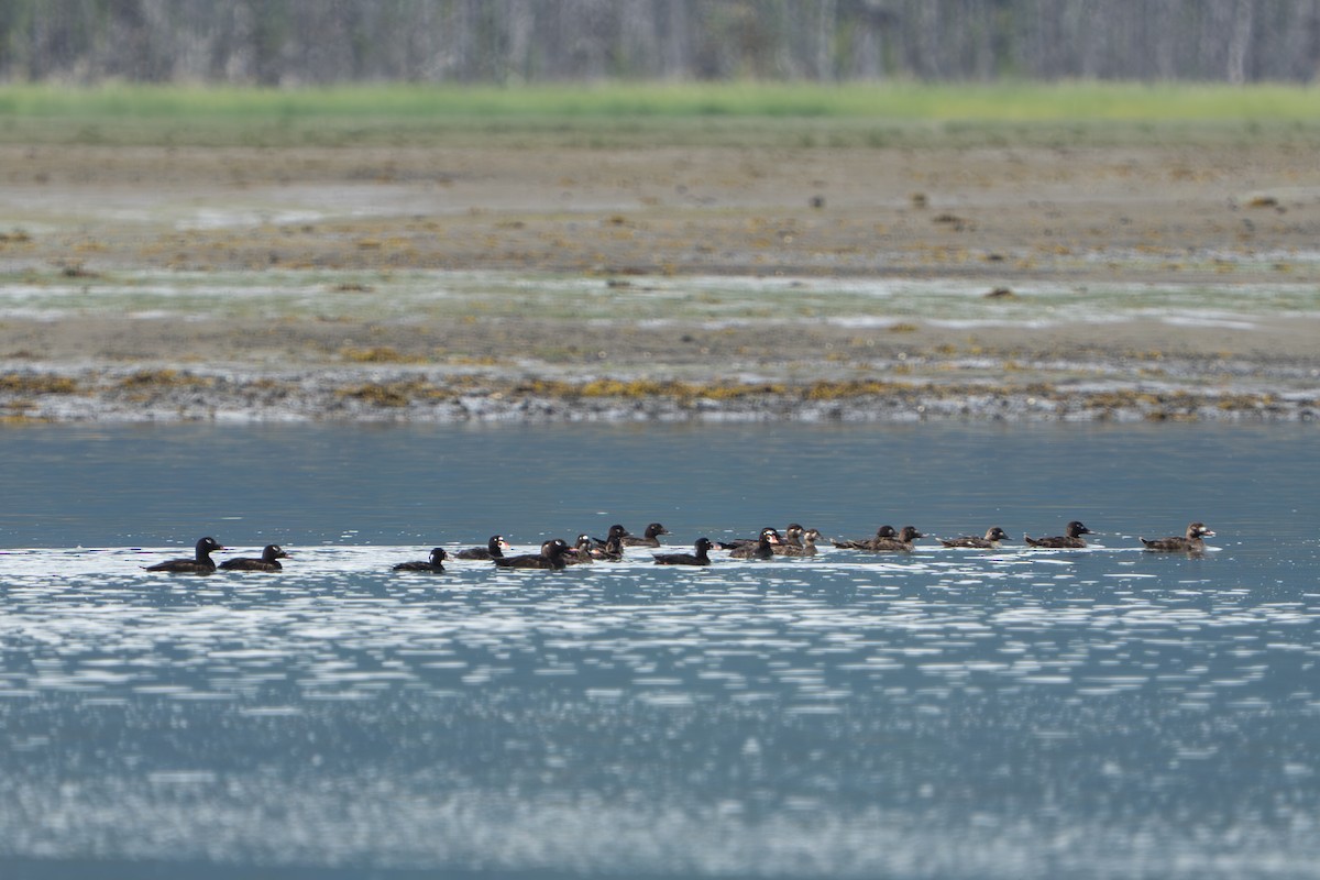 brilleand - ML644317384