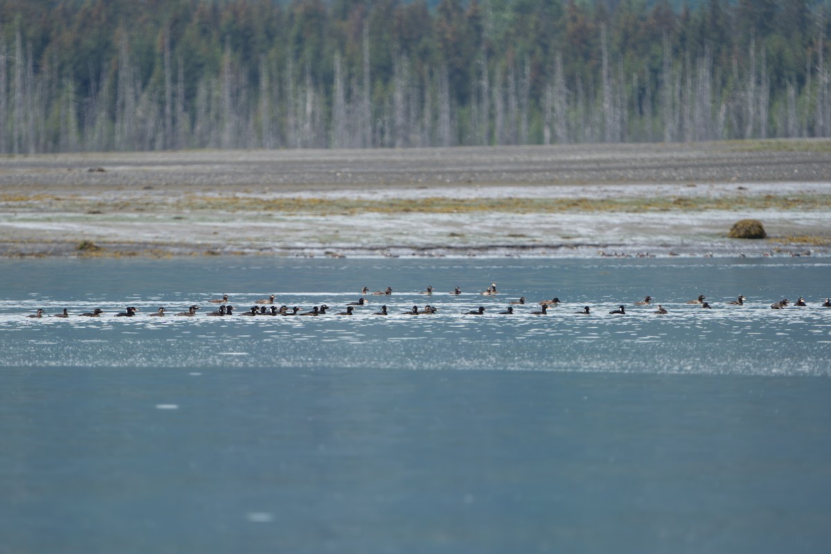 brilleand - ML644317385