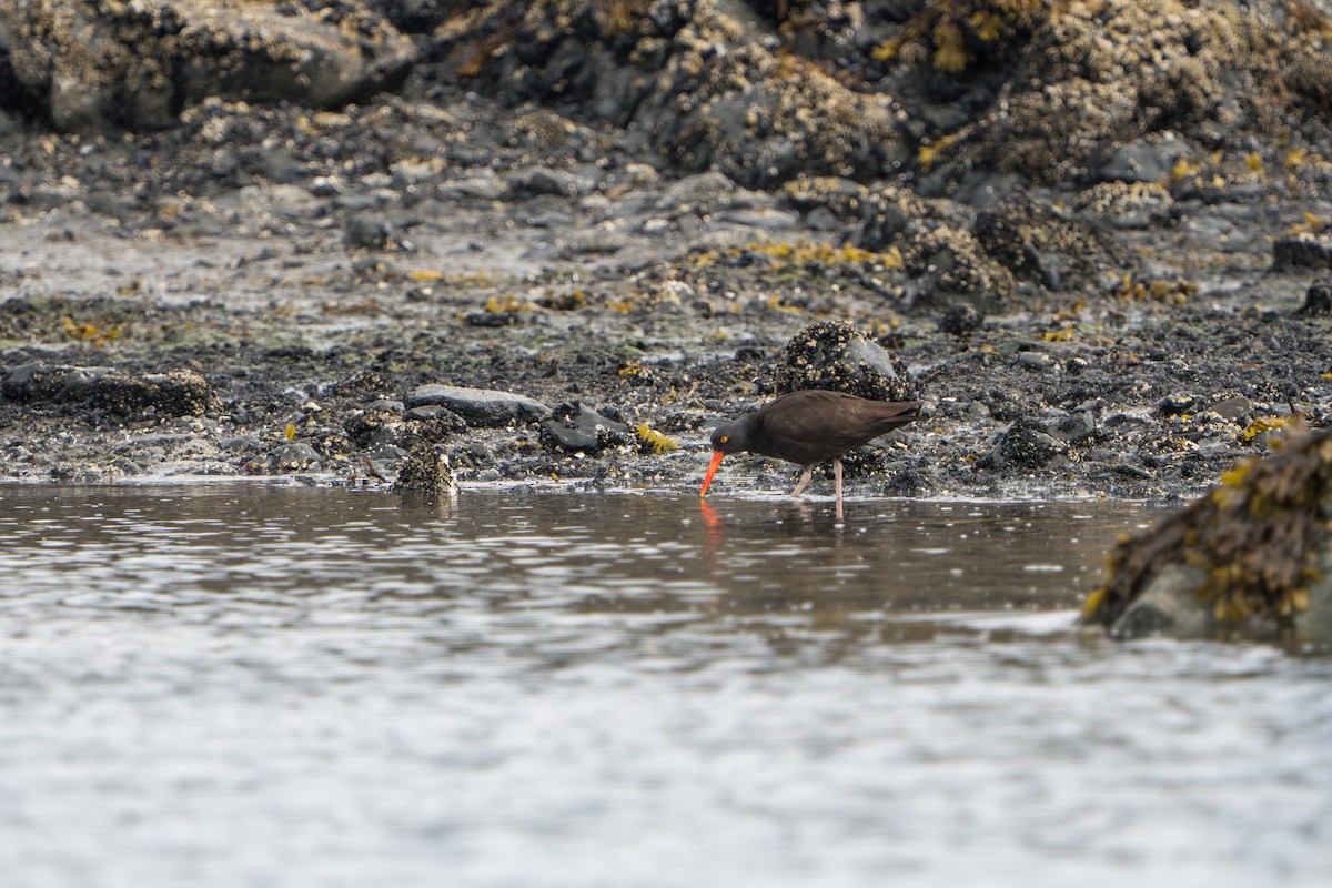 Black Oystercatcher - ML644317390