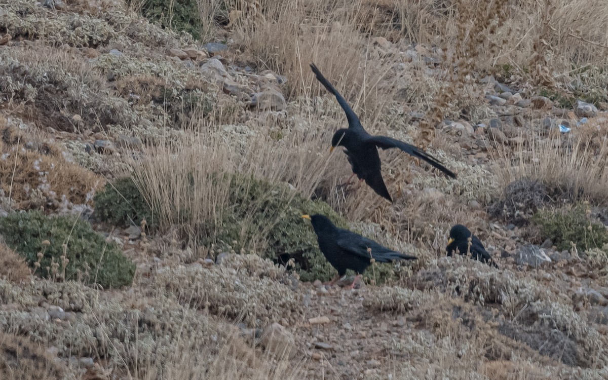 キバシガラス - ML644317393