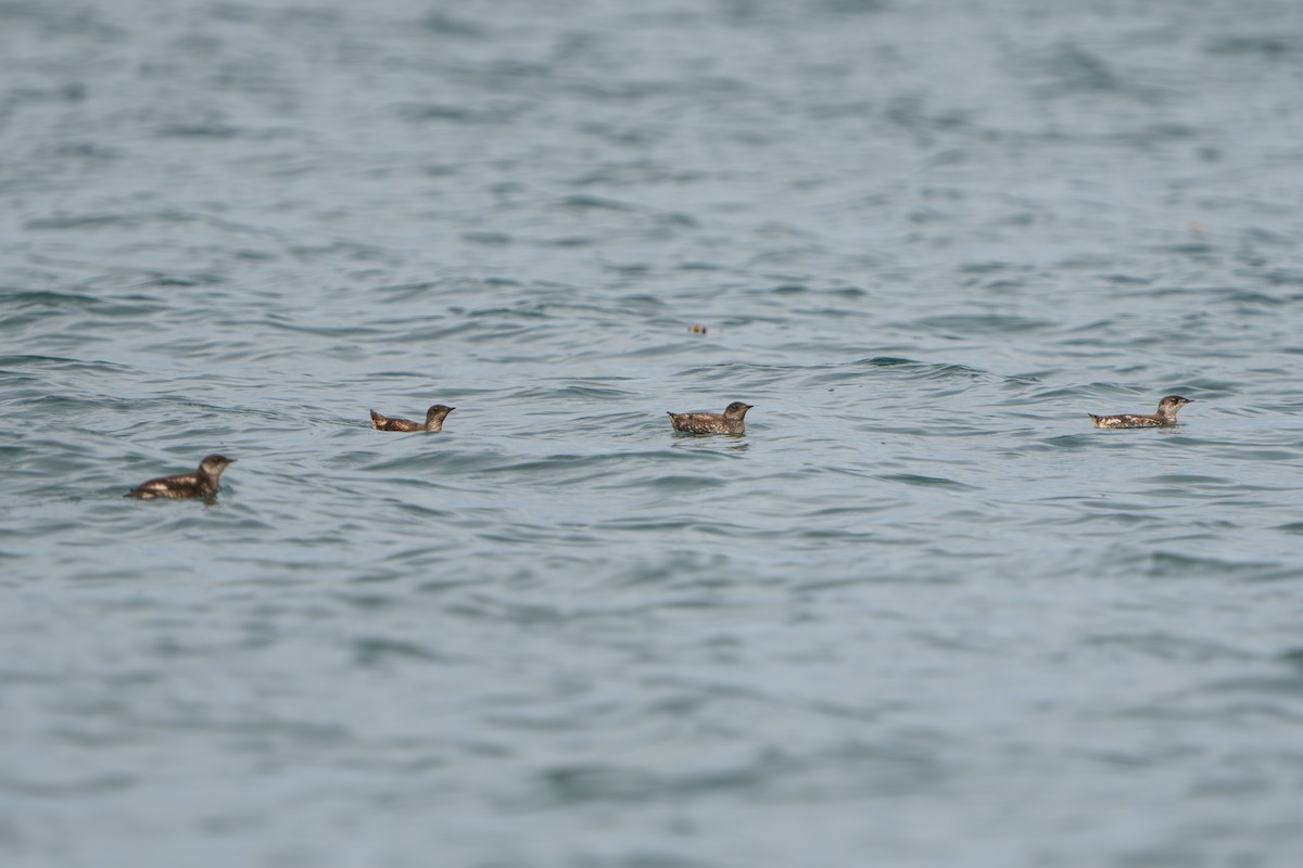 marmordvergteist - ML644317394