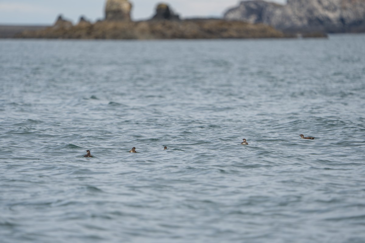 marmordvergteist - ML644317395