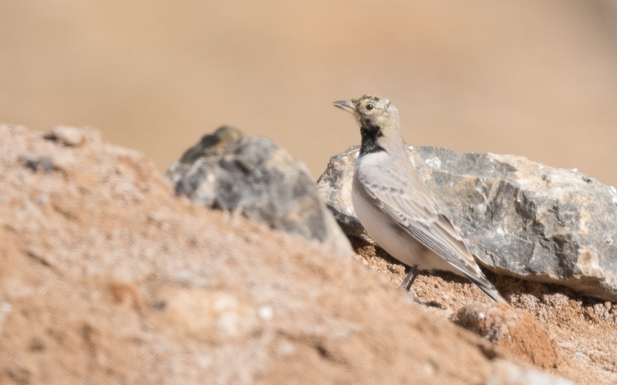 Alondra Cornuda - ML644317396