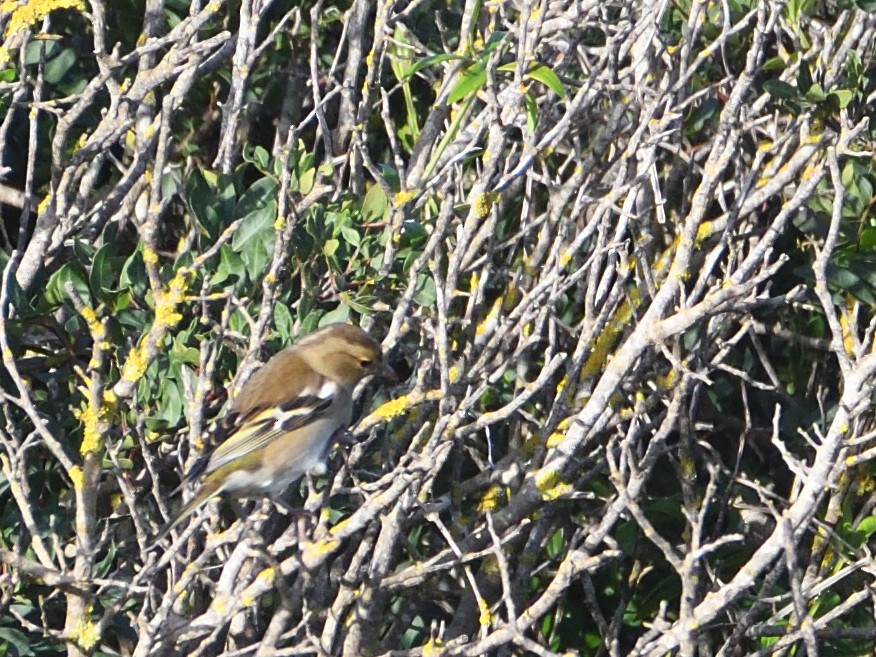 Зяблик звичайний - ML644317397