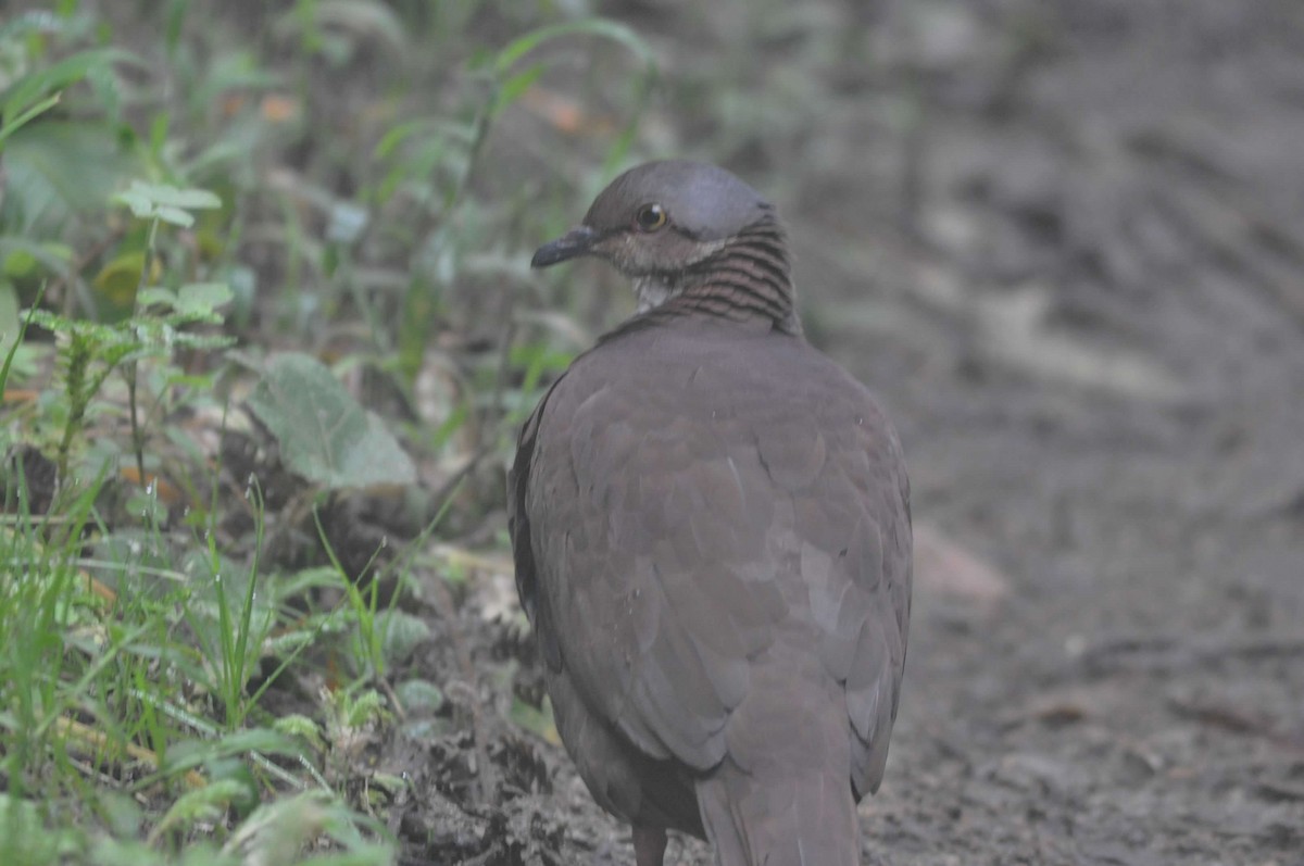 White-throated Quail-Dove - ML644317398