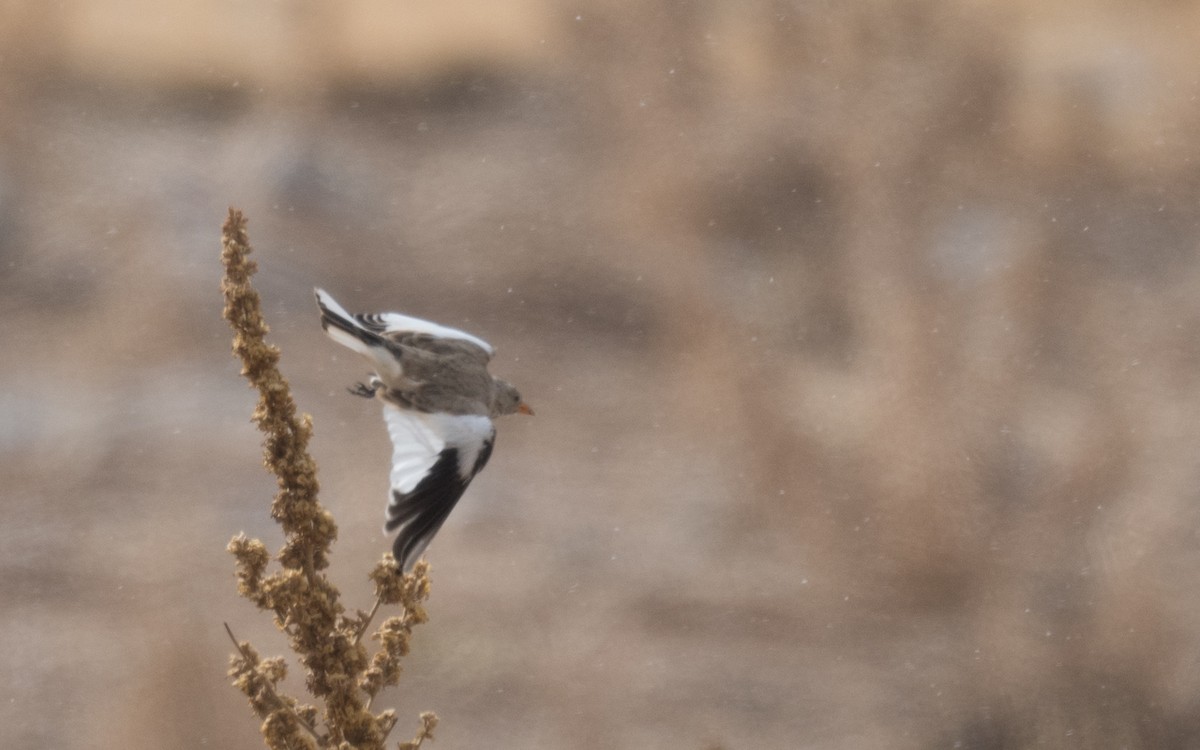 Цасны божрог - ML644317399