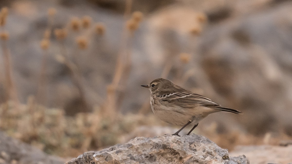 Харзны шийхнүүхэй - ML644317401