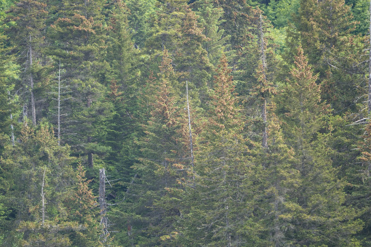 belteisfugl - ML644317402