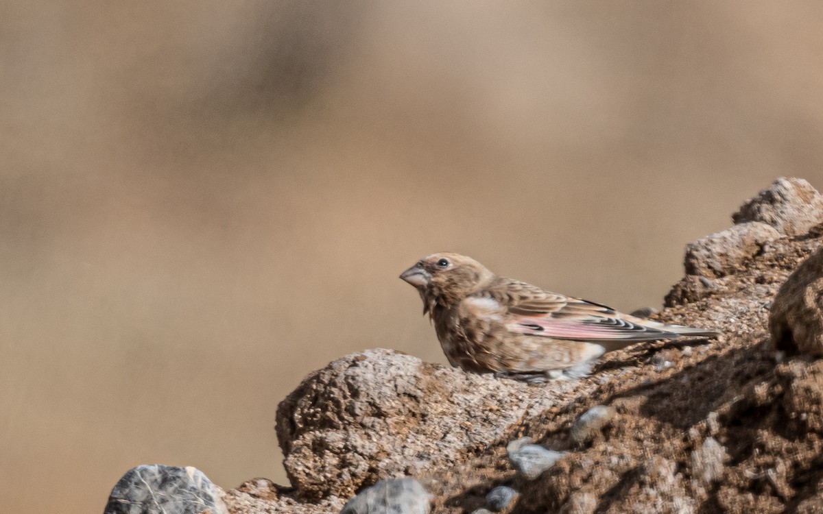Crimson-winged Finch - ML644317406