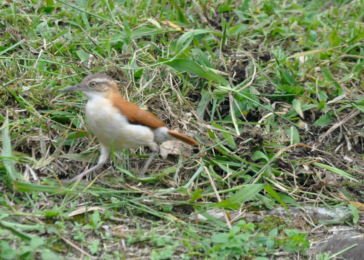 kanelryggovnfugl - ML644317408