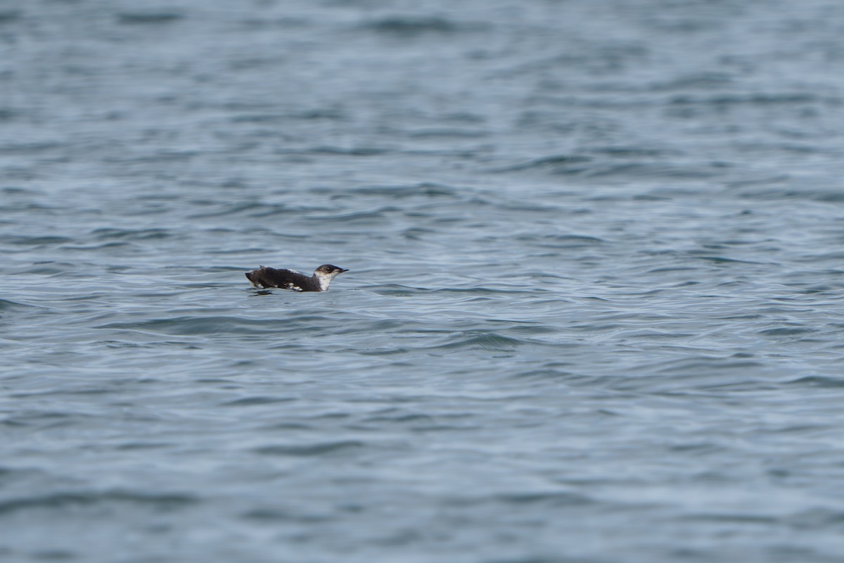 marmordvergteist - ML644317409