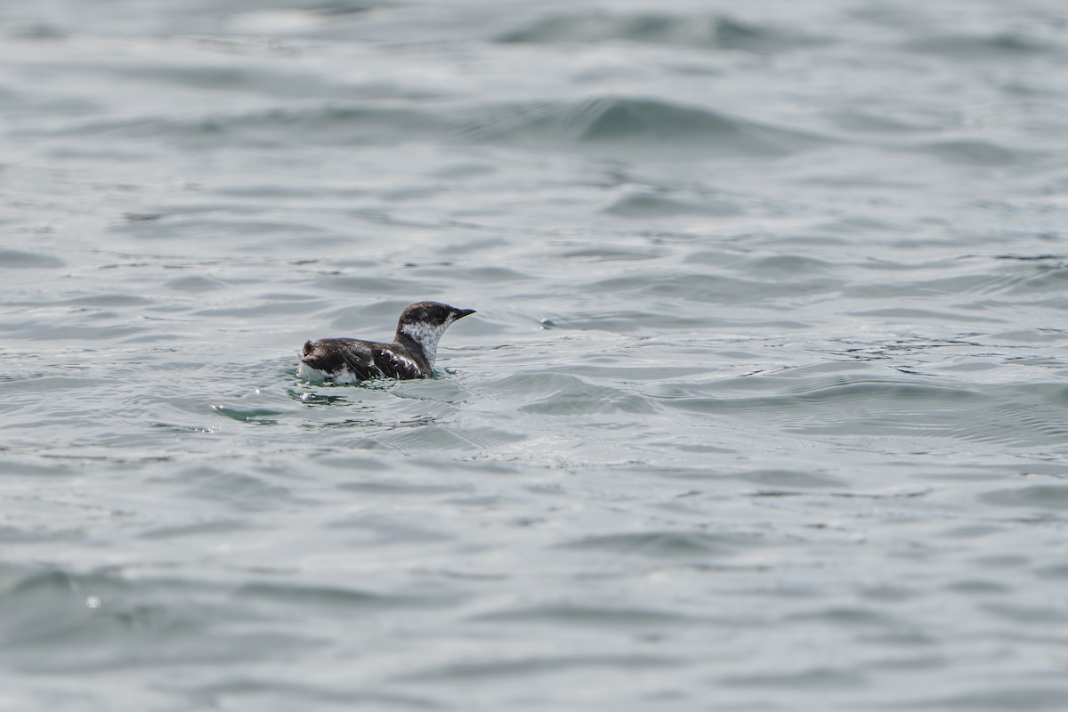 marmordvergteist - ML644317410