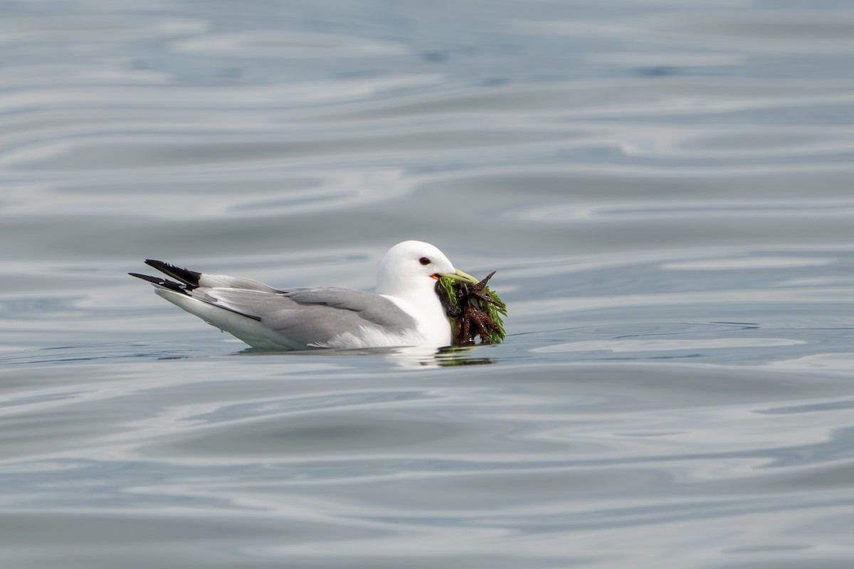 Black-legged Kittiwake - ML644317411