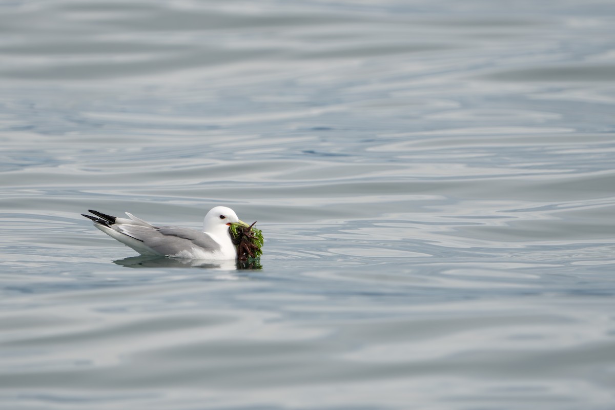 Black-legged Kittiwake - ML644317412