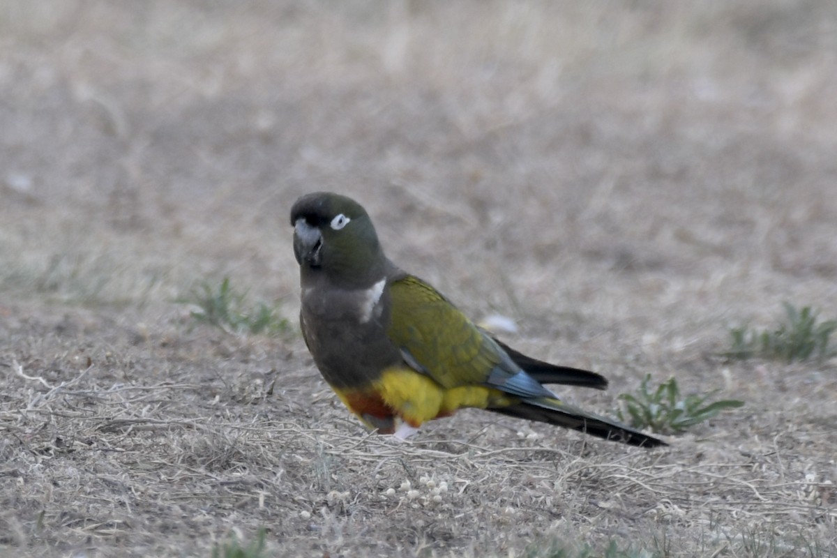 arara patagonský - ML644317414